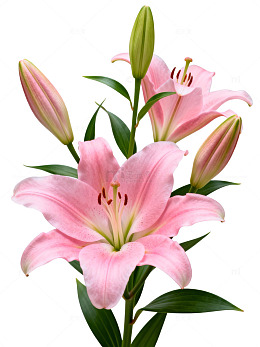 粉色百合花盛开特写