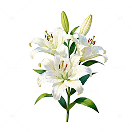 百合花插画透明背景素材