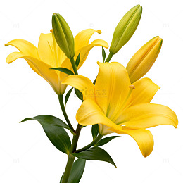 鲜艳黄色百合花束特写
