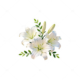 白色百合花插图