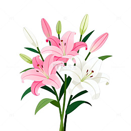 百合花插画设计素材