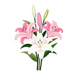 百合花矢量插画素材