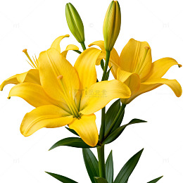 鲜花百合花束特写