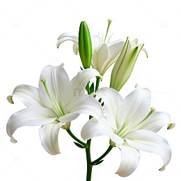 白色百合花特写片