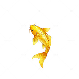 金色锦鲤插画设计素材