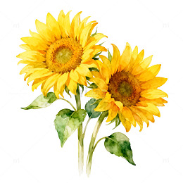 水彩向日葵花卉插画设计素材