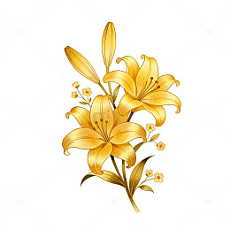 金黄色百合花插画设计元素