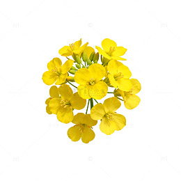 鲜花特写油菜花束自然