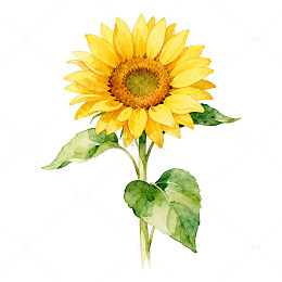 水彩向日葵花卉插画