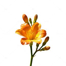 橙色花朵特写素材