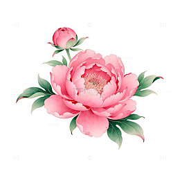水彩粉色牡丹花插画素材