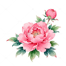水彩粉红牡丹花卉设计素材