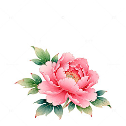 水彩牡丹花卉插画设计素材