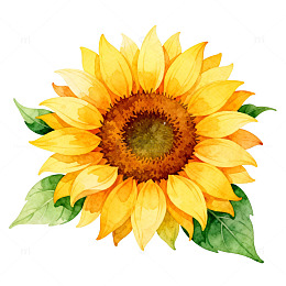 水彩向日葵花卉插画