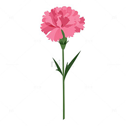 绽放于春风中的粉色奇迹
