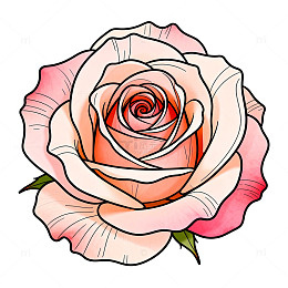 水彩风格玫瑰花插画素材