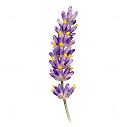 薰衣草插画风花卉装饰设计素材