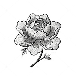黑白线描牡丹插画素材