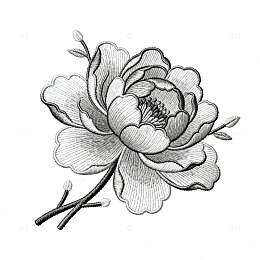 黑白花卉素描插画
