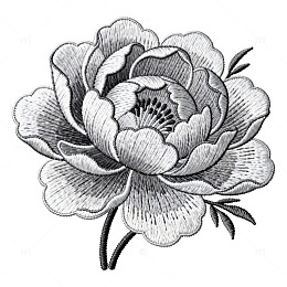 黑白线条牡丹花素描艺术