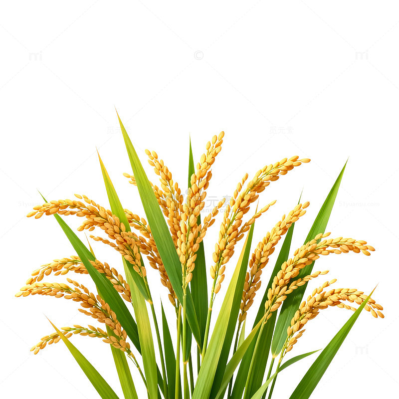 金黄稻谷植物插画
