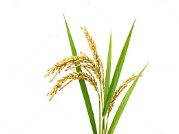 稻田风光水稻植株