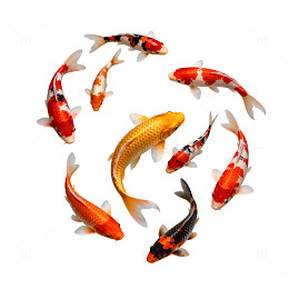 锦鲤游动水画面设计素材