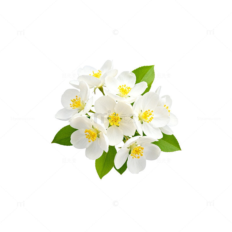 清新茉莉花插画设计元素
