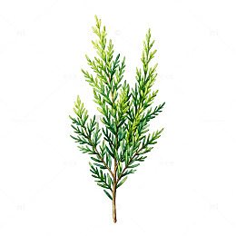 水彩植物插画松树枝叶