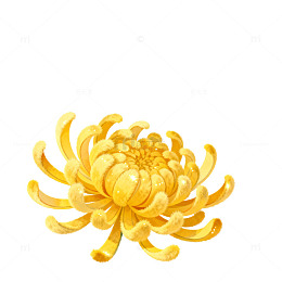 金色菊花插画装饰图案