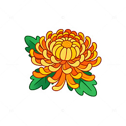 菊花插画风格图案设计素材