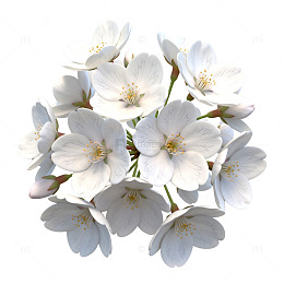 清新白花圆形构图