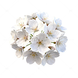 白色樱花花卉特写