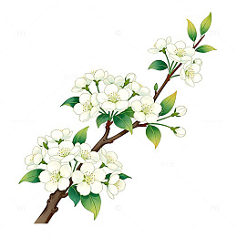 梨花盛开矢量插画设计素材