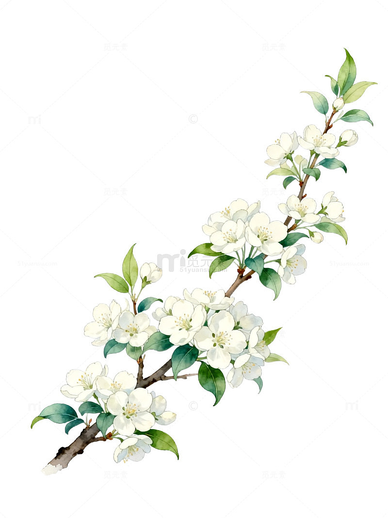 水彩梨花绽放插画素材