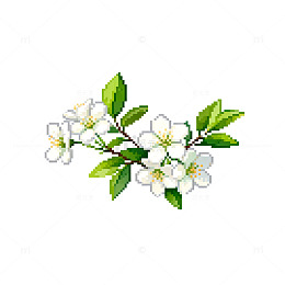 手绘风格白色花朵插画