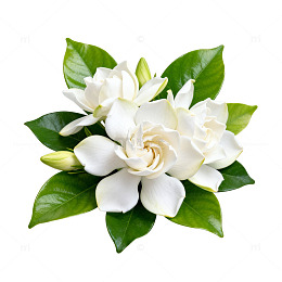 纯白栀子花素材