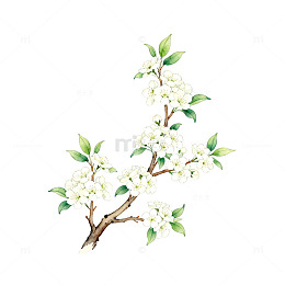 手绘白色花朵树枝插画