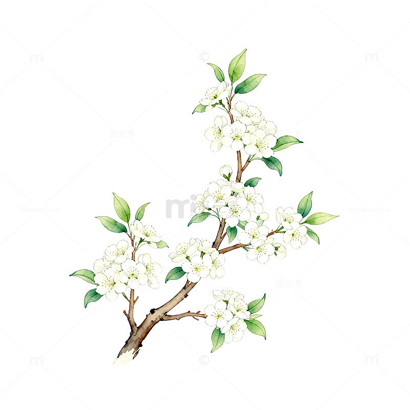 手绘白色花朵树枝插画