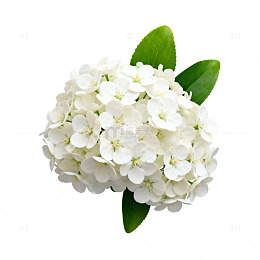 清新白花绣球花