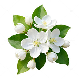 清新白花绿叶花卉特写