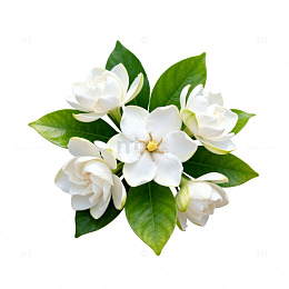 清新白色花卉插图