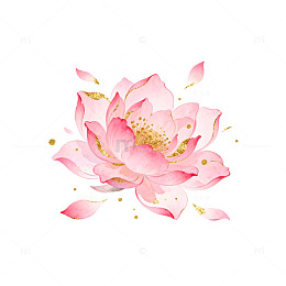 水彩粉红莲花装饰插画设计元素