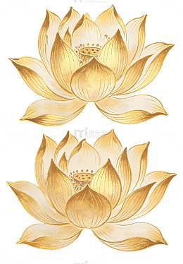 金色莲花图案插画