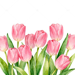 水彩郁金香花卉插画设计素材