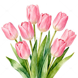 水彩粉色郁金香花卉绘画素材