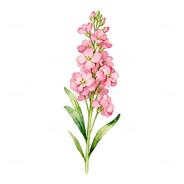 水彩风格粉红色花朵植物插画
