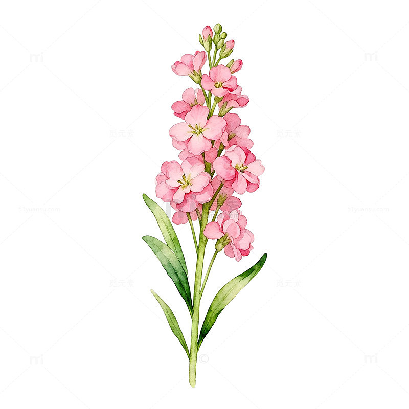 水彩风格粉红色花朵植物插画