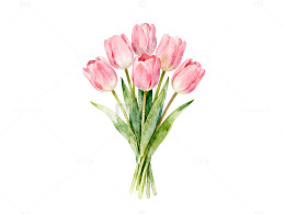 水彩粉郁金香插画素材