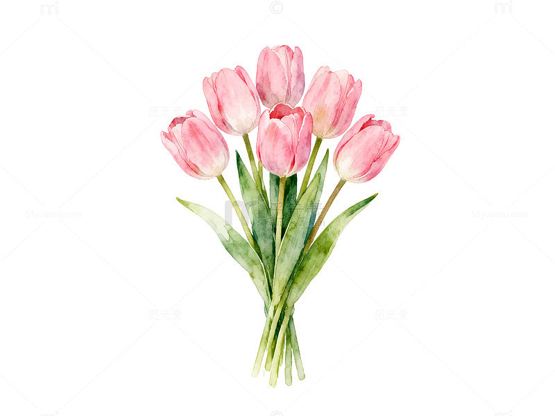 水彩粉郁金香插画素材